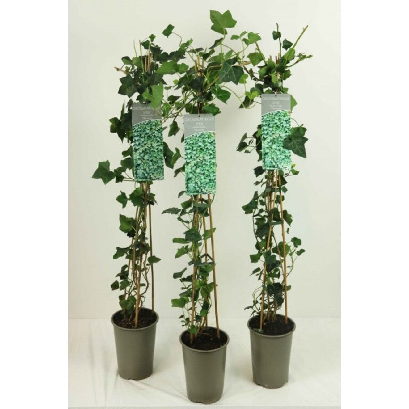 Murgröna – Hedera hibernica - C2 60-80 CM Stick
